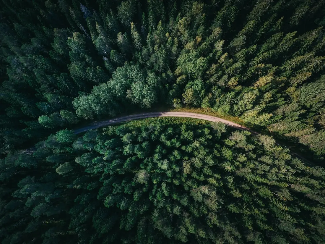 Walkers on a green forest path in New Zealand
